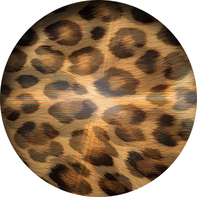 Safari